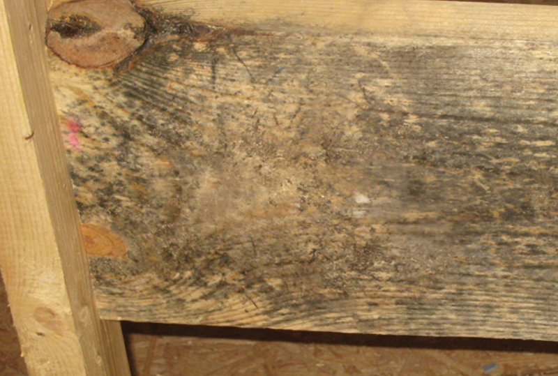 Is It Really Mold Or Just Staining Conner Industries - How Do You Get Mould Off Wooden Furniture