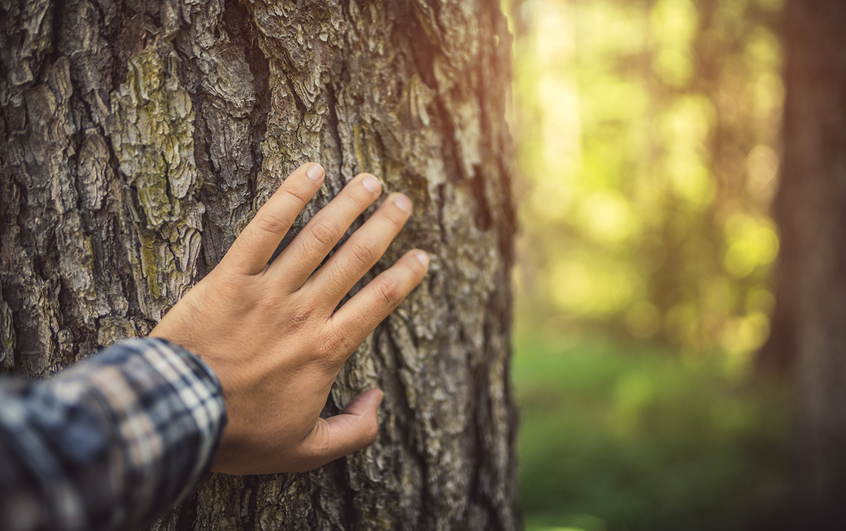 Earth Day Exposé How the Industrial Wood Industry Practices Good