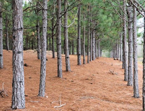The Ins and Outs of Southern Yellow Pine